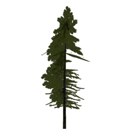 lod_norwpine3