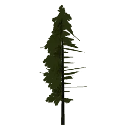 lod_norwpine4