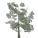 lodeu_veg1