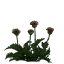 4ertopolox