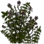 fialkiflowers