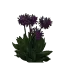 flowersbaikal