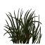 rus_grasstype2