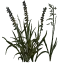 rus_grasstype4_flowers