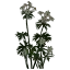 rus_whiteflower_ingrass