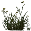 yellosmallflowers