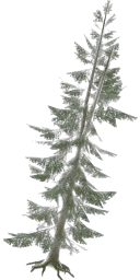 lodh_pineangled