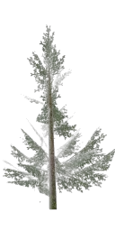 lodh_pinesmall