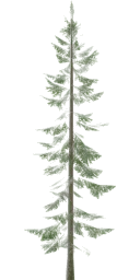 lodh_pinetree1
