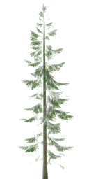 lodh_pinetree2