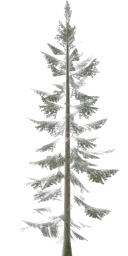 lodh_pinetree3
