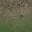 desertgravelgrass256