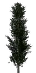 lod_poplar2veg