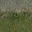 gravel_grassmix