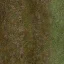 smechanii_lesgrass