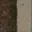 ruscount_oboles