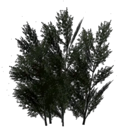 lodbushshrub11