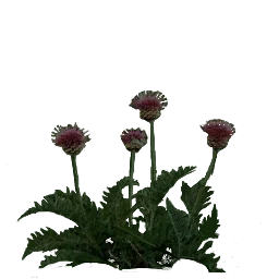4ertopolox