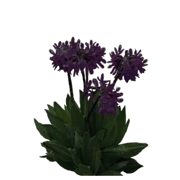 flowersbaikal