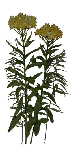 rus_bigorgangeflower
