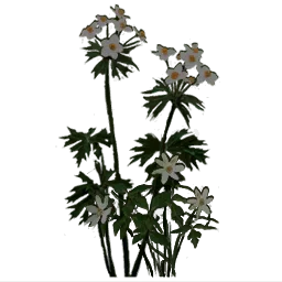 rus_whiteflower_ingrass