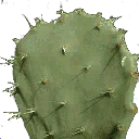 cactusl
