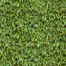 veg_hedge1_256