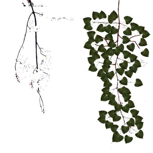 pbranch