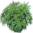 veg_marijuana
