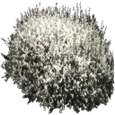 starhedge2