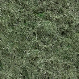 nn_oldrgrass