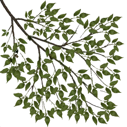 hackberry