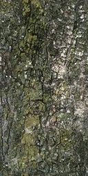 olivebrk
