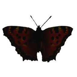 nymphalis_polycolor_bottom