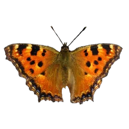 nymphalis_polycolor_top
