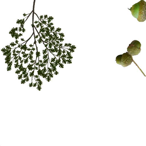 obranch