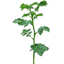 potato