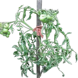 tomato