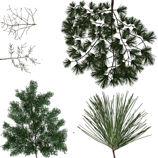 pine
