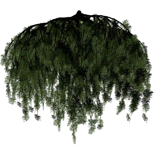 mugopine1