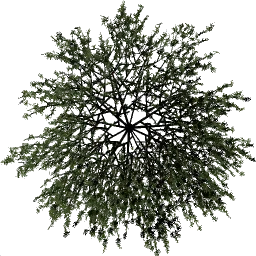 mugopine2