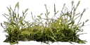 gras07si
