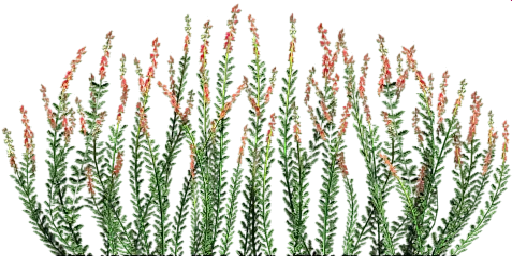txgrass0_0