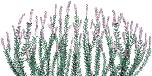 txgrass0_1