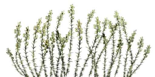 txgrass0_2