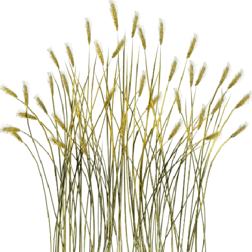 txgrass0_3