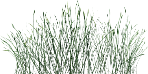 txgrass1_0