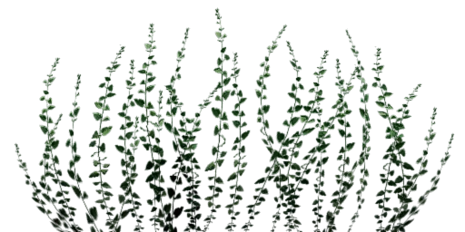 txgrass1_1