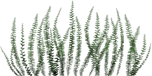 txgrass1_2