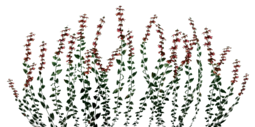 txgrass1_3